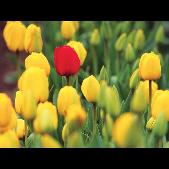 Meet your Posher, C - Picture 1 of 1